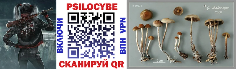Галлюциногенные грибы Cubensis Чаплыгин