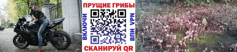 даркнет телеграм  Чаплыгин  Псилоцибиновые грибы прущие грибы 